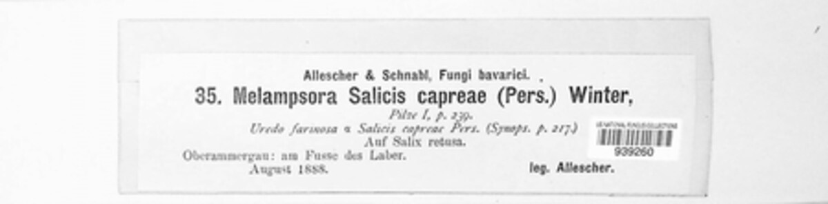 Melampsora caprearum image